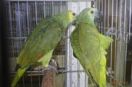 IN-4314　アオボウシインコのペアで