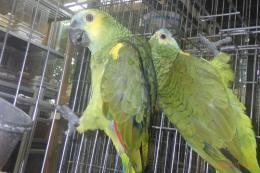 IN-4314　アオボウシインコのペアで