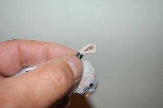 IN-1042 綺麗な色に期待が持てそうなセキセイインコの雛