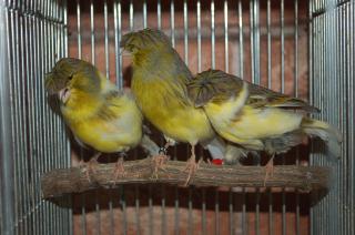 KOT-881 グロスターカナリヤ・コロナ 1羽の価格 | キットウココ ペット部