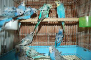 In 1047 羽衣セキセイインコ 若1羽の価格 キットウココ ペット部 In 1047 羽衣セキセイインコ 若1羽の価格 キットウココ ペット部
