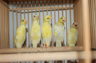 KOT-887 会用の細カナリヤ 当歳の幼鳥です。 | キットウココ ペット部