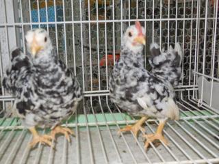 TA-443 碁石チャボの中雛 雄雌で | キットウココ ペット部