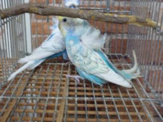 IN-1902 羽衣セキセイインコ 雄雌ペア | キットウココ ペット部