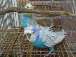 IN-1902 羽衣セキセイインコ 雄雌ペア | キットウココ ペット部