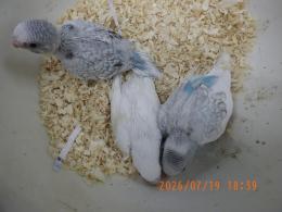 IN-4510　綺麗な配色のセキセイインコの雛