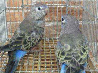 In 1911 親物アキクサインコ ノーマル ペア キットウココ ペット部