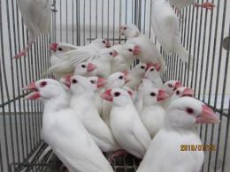 KOT-2178 白文鳥・おそらく雄 | キットウココ ペット部