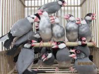 文鳥スキー　様 スキーとインラインスケートの専門店【PAPASU】スキー用品