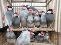 KOT-2179 ベルギーパイド文鳥(桜文鳥) 残雄のみ | キットウココ ペット部