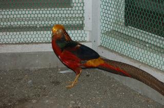 Ta 224 キンケイの雄 キットウココ ペット部