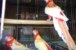 IN-4511　ナナクサインコ・ルビノー　若