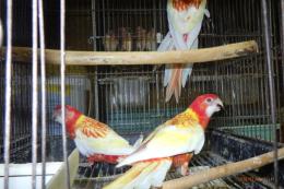 IN-4511　ナナクサインコ・ルビノー　若