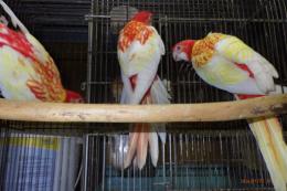 IN-4511　ナナクサインコ・ルビノー　若