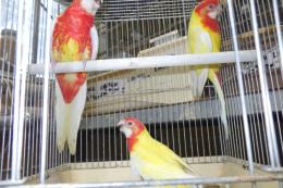 IN-4512　ナナクサインコ・ルチノーと少しルビノー　若