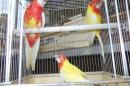 IN-4512　ナナクサインコ・ルチノーと少しルビノー　若
