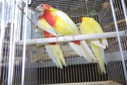 IN-4512　ナナクサインコ・ルチノーと少しルビノー　若