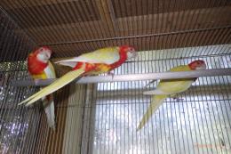 IN-4512　ナナクサインコ・ルチノーと少しルビノー　若
