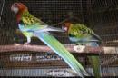 IN-4513　ナナクサインコ　ノーマルの若