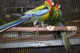 IN-4513　ナナクサインコ　ノーマルの若