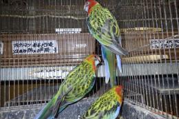 IN-4514　ナナクサインコ　ノーマルの若(ブルーの血)