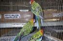 IN-4514　ナナクサインコ　ノーマルの若(ブルーの血)