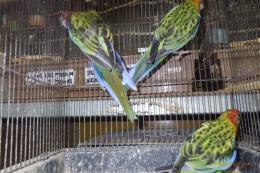 IN-4514　ナナクサインコ　ノーマルの若(ブルーの血)