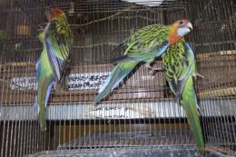 IN-4514　ナナクサインコ　ノーマルの若(ブルーの血)