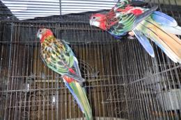 IN-4515　ナナクサインコ　ノーマルレッドの若