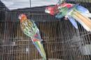 IN-4515　ナナクサインコ　ノーマルレッドの若