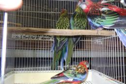 IN-4515　ナナクサインコ　ノーマルレッドの若