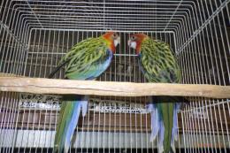 IN-4516　ナナクサインコ・ノーマルの若