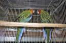 IN-4516　ナナクサインコ・ノーマルの若