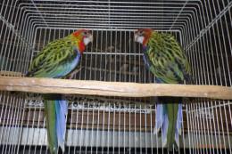 IN-4516　ナナクサインコ・ノーマルの若