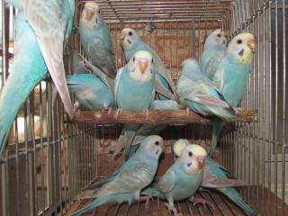 せきせいいんこ セキセイインコ - Wikipedia