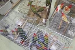 IN-4316　ナナクサインコ・ノーマル　25年生の若15羽います。