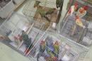 IN-4316　ナナクサインコ・ノーマル　25年生の若15羽います。