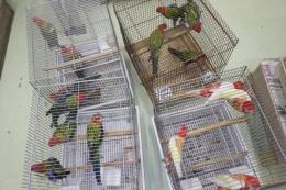 IN-4316　ナナクサインコ・ノーマル　25年生の若15羽います。
