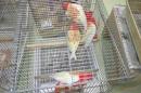 KOT-2750　ナナクサインコ・ルビノー　25年生の若