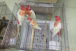 KOT-2750　ナナクサインコ・ルビノー　25年生の若