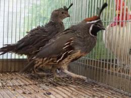 TA859 ズアカカンムリウズラ 雄雌で キットウココ ペット部