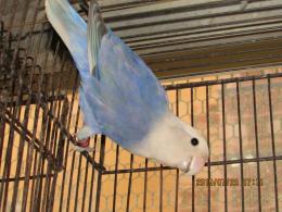 In 3365 コザクラインコ コバルトバイオレットオパーリン 雄 キットウココ ペット部
