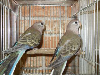 いんこ IN-1512 ノーマル・アキクサインコ2羽で | キットウココ ペット部