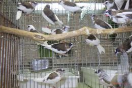 KOT-2876　国産コブチジュウシマツ　若　雄雌で