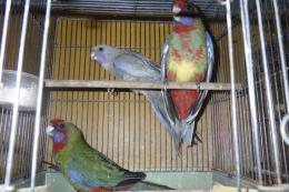 IN-4517　アカクサインコ・ノーマルパイド