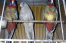 IN-4518　アカクサインコ・パステルブルー　おそらくメス