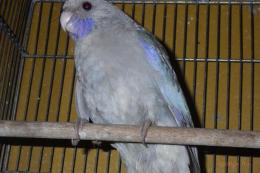 IN-4518　アカクサインコ・パステルブルー　おそらくメス