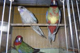 IN-4518　アカクサインコ・パステルブルー　おそらくメス