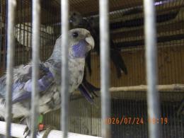 IN-4519　アカクサインコのブルー　