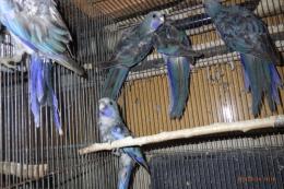 IN-4519　アカクサインコのブルー　